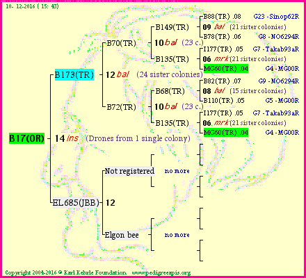 Pedigree of B17(OR) :
four generations presented