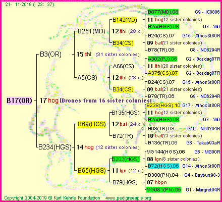 Pedigree of B17(OR) :
four generations presented<br />it's temporarily unavailable, sorry!