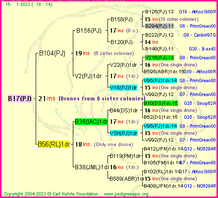 Pedigree of B17(PJ) :
four generations presented
it's temporarily unavailable, sorry!