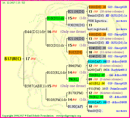 Pedigree of B17(REC) :
four generations presented