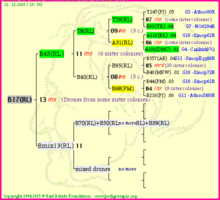 Pedigree of B17(RL) :
four generations presented