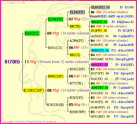 Pedigree of B17(RS) :
four generations presented