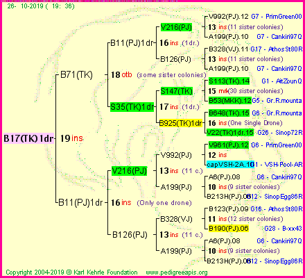 Pedigree of B17(TK)1dr :
four generations presented<br />it's temporarily unavailable, sorry!