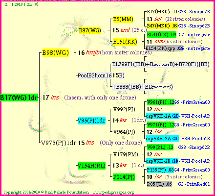 Pedigree of B17(WG)1dr :
four generations presented