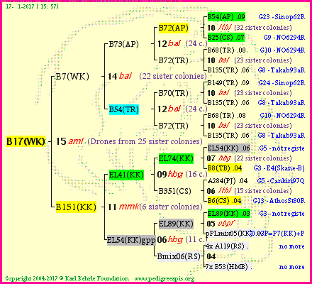 Pedigree of B17(WK) :
four generations presented