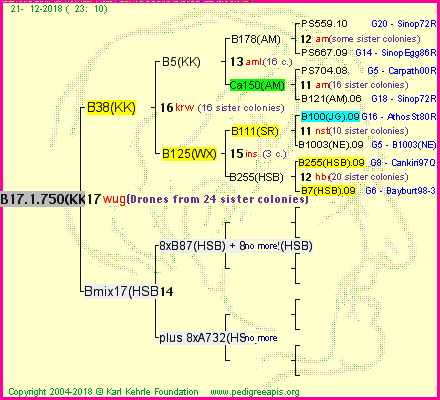 Pedigree of B17.1.750(KK) :
four generations presented<br />it's temporarily unavailable, sorry!