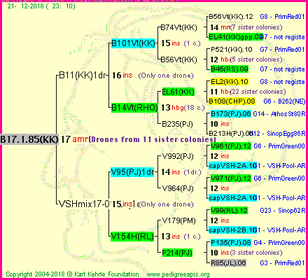 Pedigree of B17.1.85(KK) :
four generations presented<br />it's temporarily unavailable, sorry!