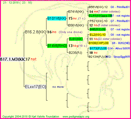 Pedigree of B17.1.M3(KK) :
four generations presented<br />it's temporarily unavailable, sorry!