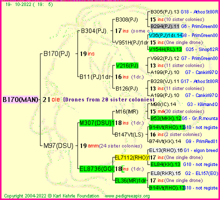 Pedigree of B170(MAN) :
four generations presented
it's temporarily unavailable, sorry!