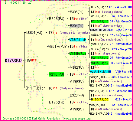 Pedigree of B170(PJ) :
four generations presented
it's temporarily unavailable, sorry!