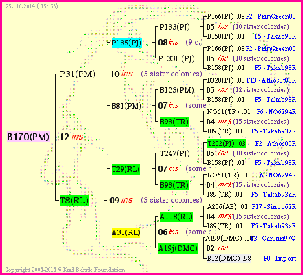 Pedigree of B170(PM) :
four generations presented