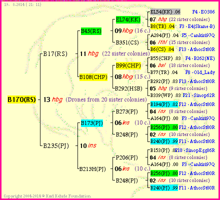 Pedigree of B170(RS) :
four generations presented