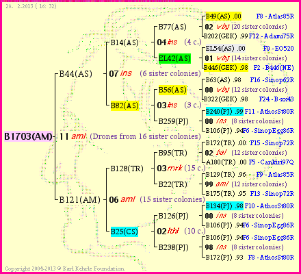 Pedigree of B1703(AM) :
four generations presented