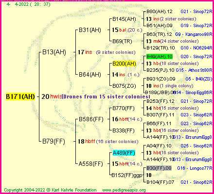 Pedigree of B171(AH) :
four generations presented
it's temporarily unavailable, sorry!