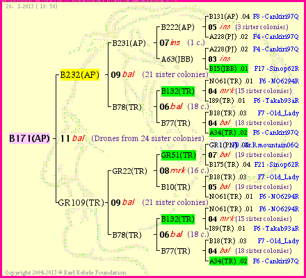 Pedigree of B171(AP) :
four generations presented