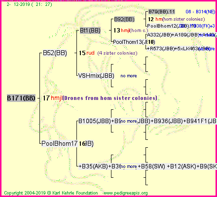 Pedigree of B171(BB) :
four generations presented<br />it's temporarily unavailable, sorry!