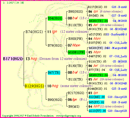 Pedigree of B171(HGS) :
four generations presented