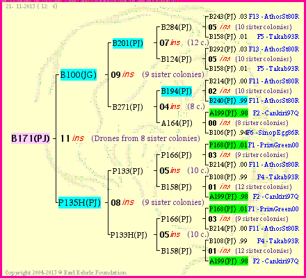 Pedigree of B171(PJ) :
four generations presented