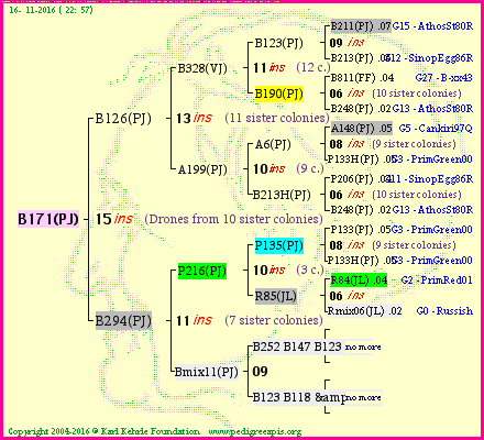 Pedigree of B171(PJ) :
four generations presented
it's temporarily unavailable, sorry!