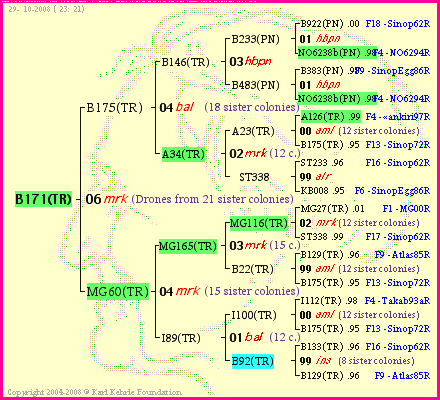 Pedigree of B171(TR) :
four generations presented
it's temporarily unavailable, sorry!