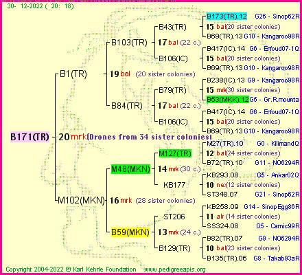 Pedigree of B171(TR) :
four generations presented
it's temporarily unavailable, sorry!