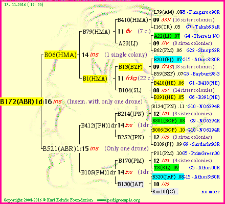 Pedigree of B172(ABR)1dr :
four generations presented