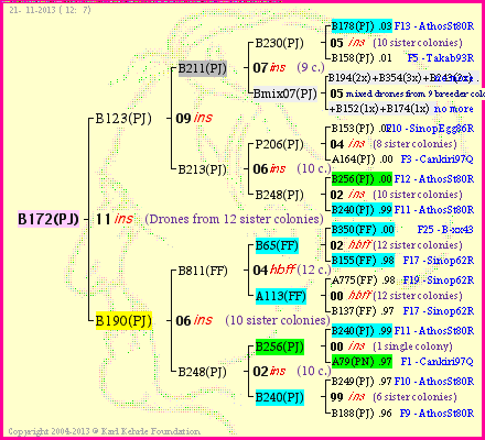 Pedigree of B172(PJ) :
four generations presented