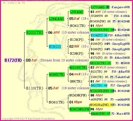 Pedigree of B172(TR) :
four generations presented