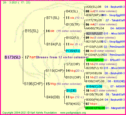 Pedigree of B173(SL) :
four generations presented
it's temporarily unavailable, sorry!