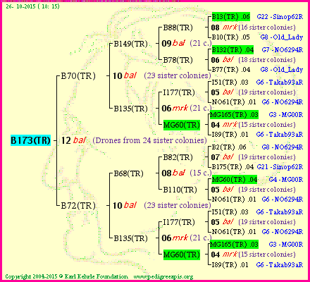 Pedigree of B173(TR) :
four generations presented