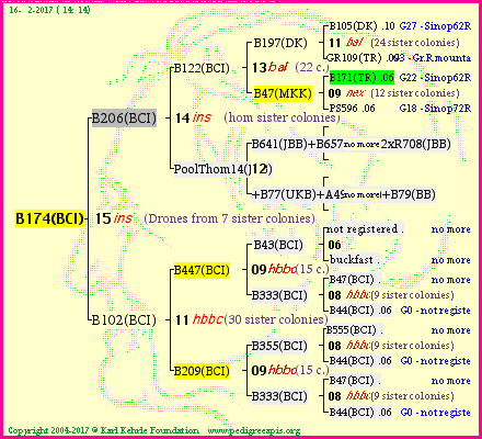 Pedigree of B174(BCI) :
four generations presented