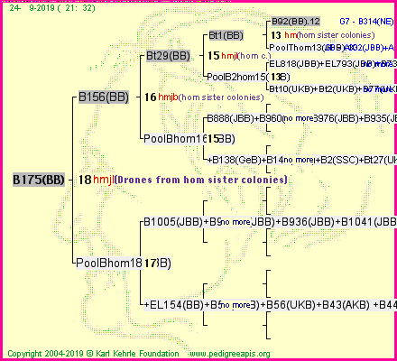 Pedigree of B175(BB) :
four generations presented<br />it's temporarily unavailable, sorry!