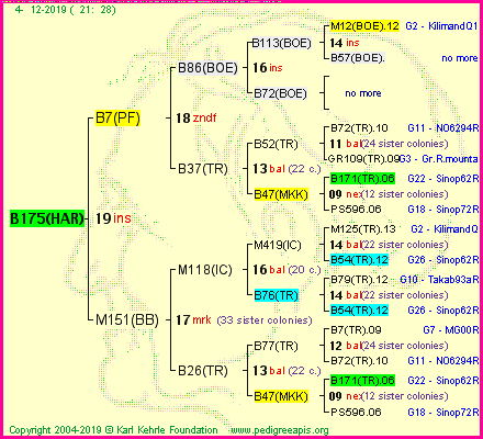 Pedigree of B175(HAR) :
four generations presented<br />it's temporarily unavailable, sorry!