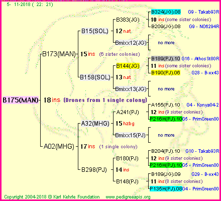 Pedigree of B175(MAN) :
four generations presented
it's temporarily unavailable, sorry!