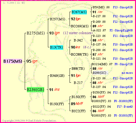 Pedigree of B175(MS) :
four generations presented
it's temporarily unavailable, sorry!