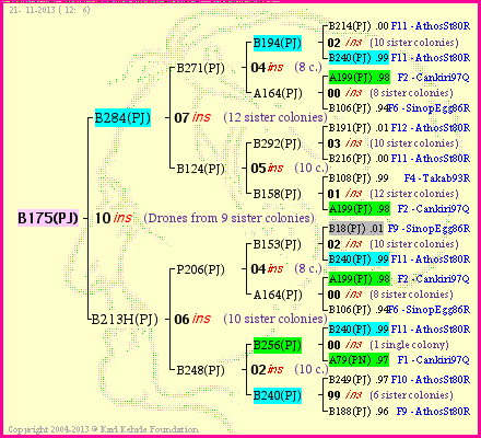 Pedigree of B175(PJ) :
four generations presented