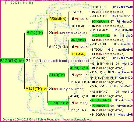 Pedigree of B175(TK)1dr :
four generations presented
it's temporarily unavailable, sorry!