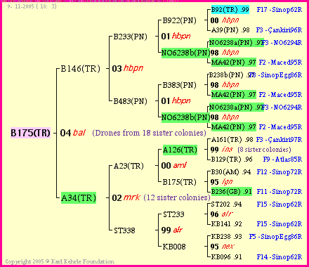 Pedigree of B175(TR) :
four generations presented<br />it's temporarily unavailable, sorry!