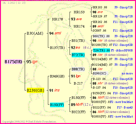 Pedigree of B175(TR) :
four generations presented<br />it's temporarily unavailable, sorry!