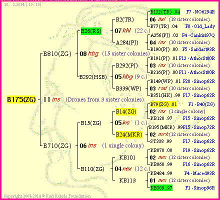 Pedigree of B175(ZG) :
four generations presented