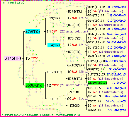 Pedigree of B176(TR) :
four generations presented