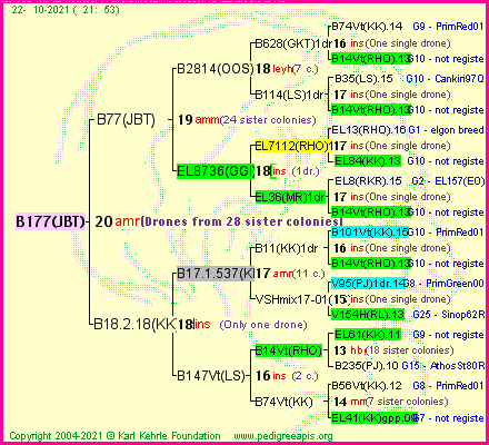 Pedigree of B177(JBT) :
four generations presented
it's temporarily unavailable, sorry!