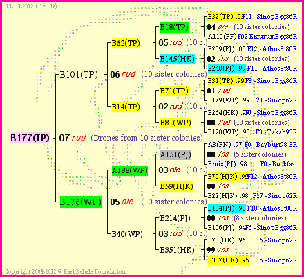 Pedigree of B177(TP) :
four generations presented