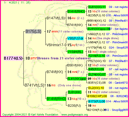 Pedigree of B1774(LS) :
four generations presented
it's temporarily unavailable, sorry!