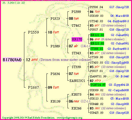 Pedigree of B178(AM) :
four generations presented