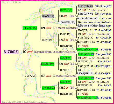 Pedigree of B178(DS) :
four generations presented