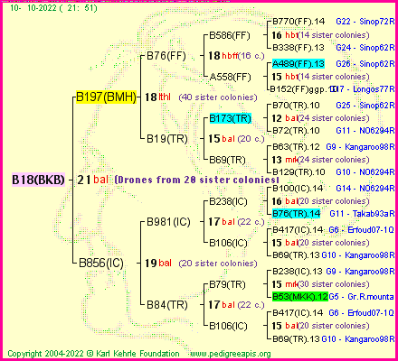 Pedigree of B18(BKB) :
four generations presented
it's temporarily unavailable, sorry!