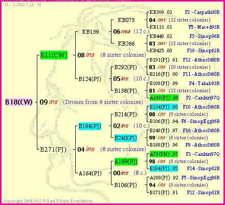 Pedigree of B18(CW) :
four generations presented