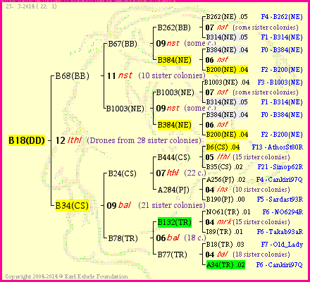 Pedigree of B18(DD) :
four generations presented