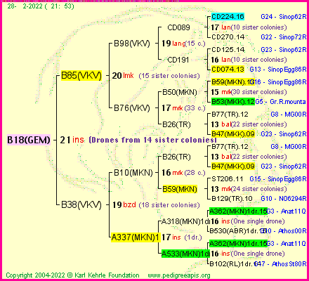 Pedigree of B18(GEM) :
four generations presented
it's temporarily unavailable, sorry!